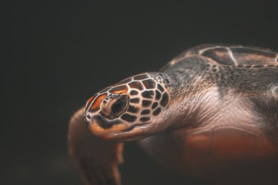 Close shot photography in brown and black sea turtles
